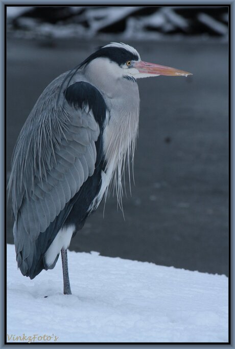 Reiger