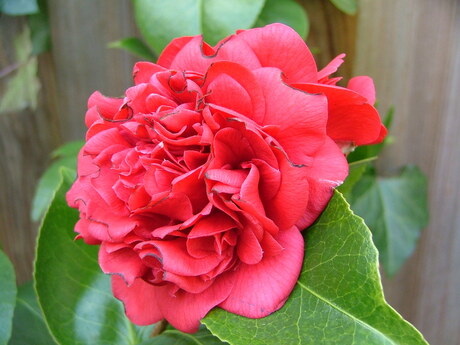 camelia