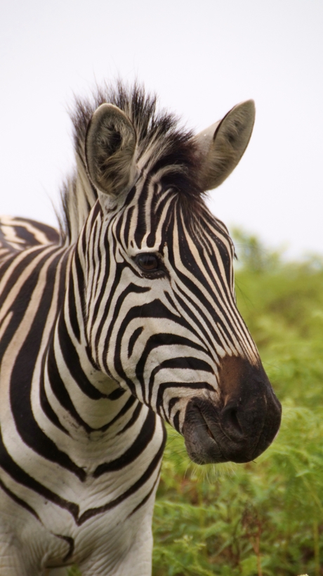 Zebra 1 on 1