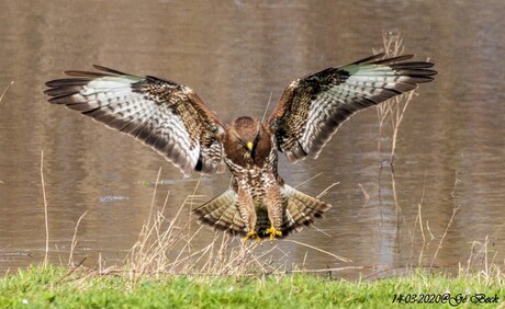 Buizerd