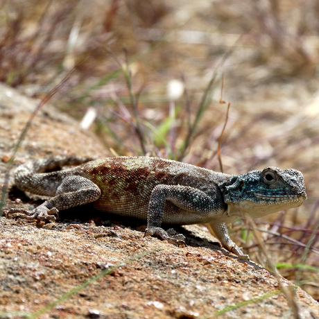 Camouflage