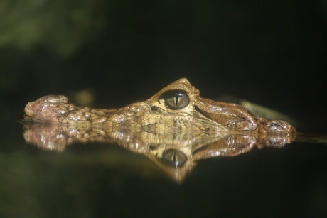 Croco in Burgers Zoo