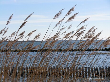 Spel van de wind