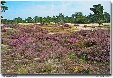 Bloeiende Heide 1