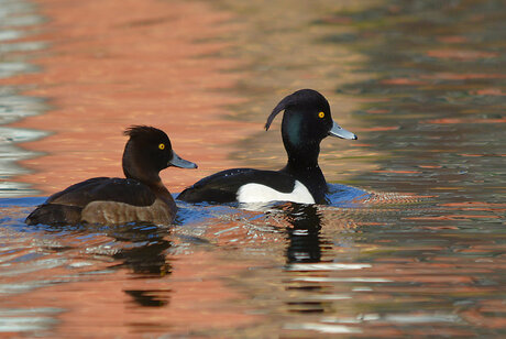 Aythya Fuligula (Kuifeenden).