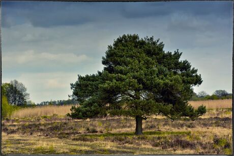 lonely tree