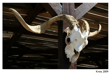 Kreta schedel wilde geit
