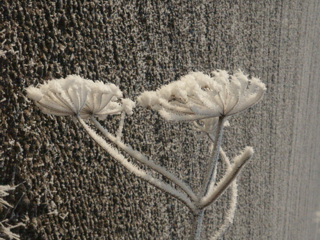 PICT0059.JPG Winter 2