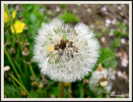 Paardenbloem