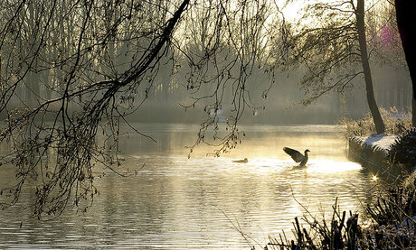 serene ochtend