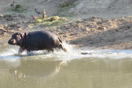 Hippo on the run