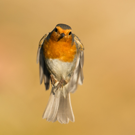 Roodborst in vlucht