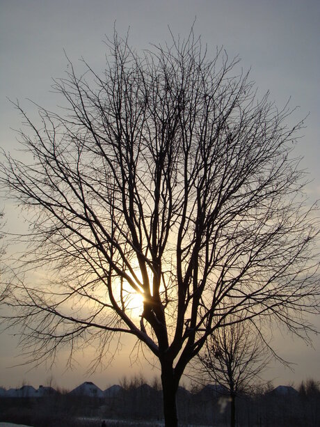 Winter 2010 nabij Wilhelminakanaal Tilburg