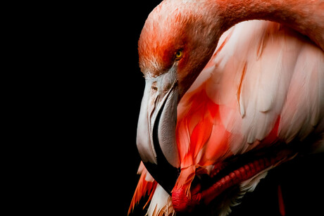 boze flamingo