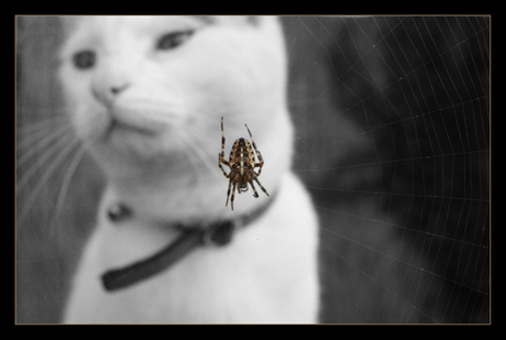 Spider