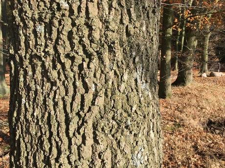 Eiken stammen