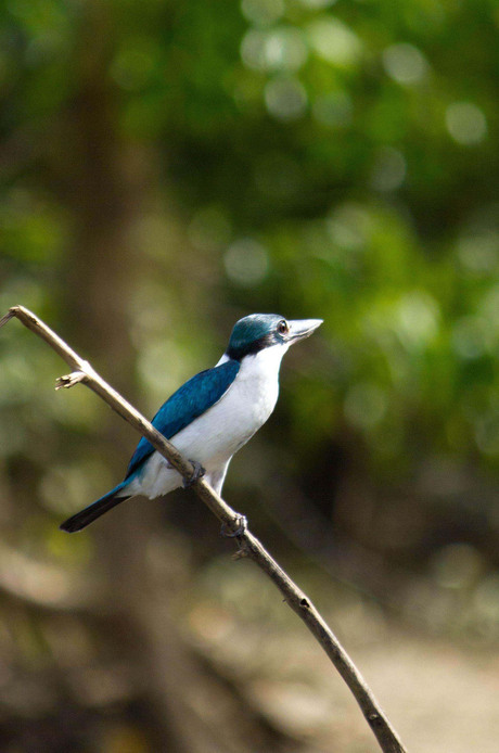 Collard,Kingfisher