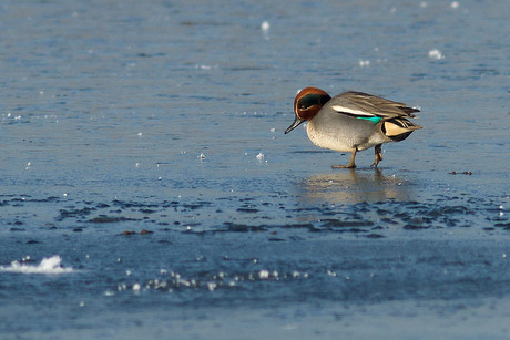 cold on the ice