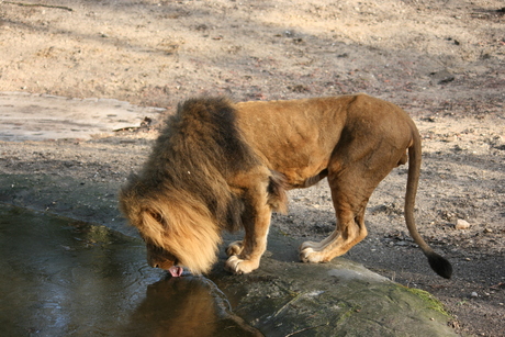water drinkende leeuw