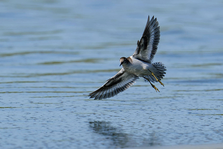 Oeverloper vluchtfoto, Zeeland