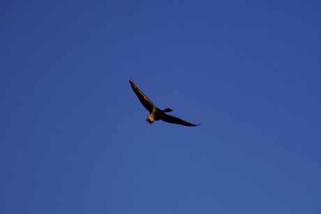 Gans Balloerveld 07-01-2018