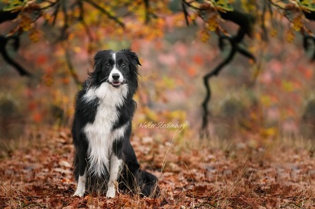 Autumn colors