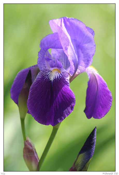 Iris