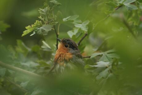 Verstopt in de bush-bush