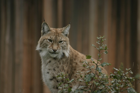 Lynx