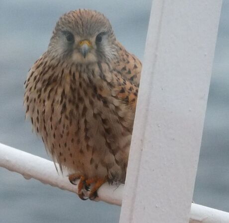 Roofvogel op een railing