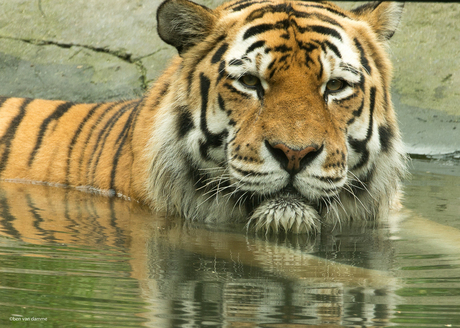 tijger