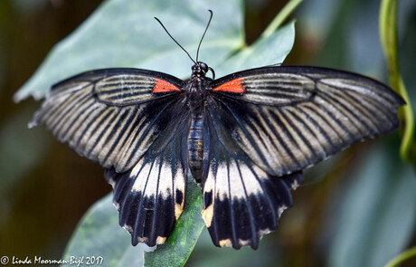 Papilio Rumanzovia