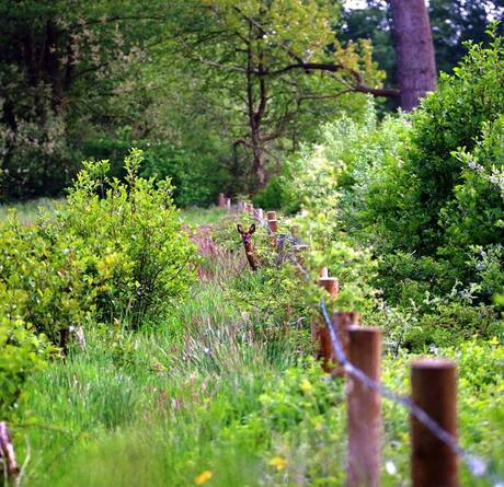 Ree in landschap