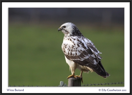 Witte buizerd -02