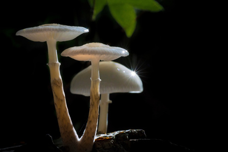 Mushroom twinkle