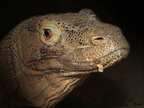 KomodoVaraan