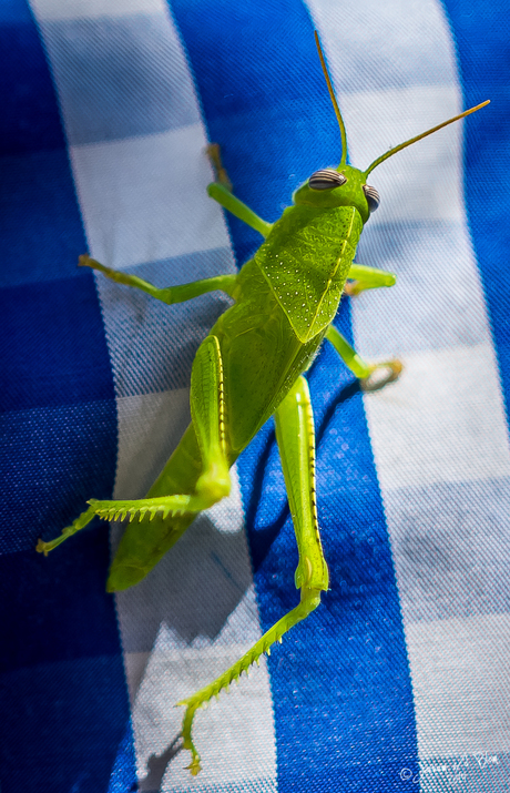 Green Grasshoper