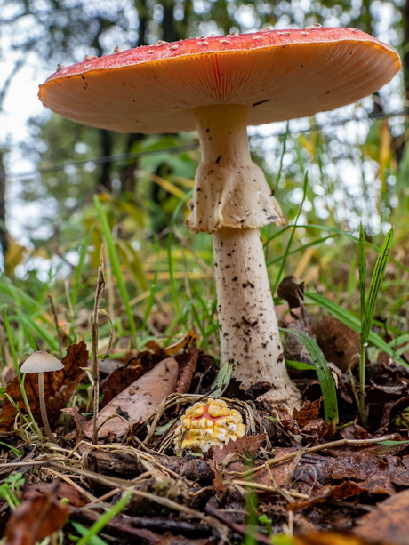 Grote paddenstoel, kleine paddenstoel