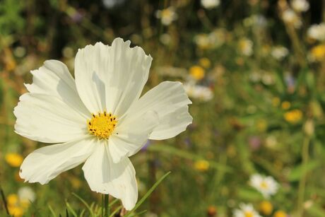 Witte bloem