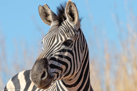 Zebra - Ithala Game Reserve