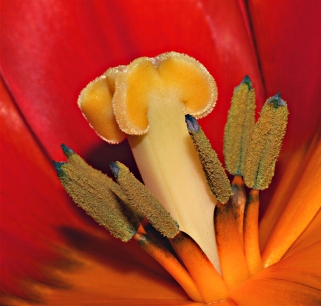 inside a tulipe