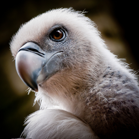 Vulture eye