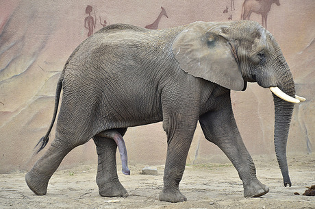 Olifant Ouwehands Dierenpark
