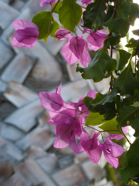 bougainville