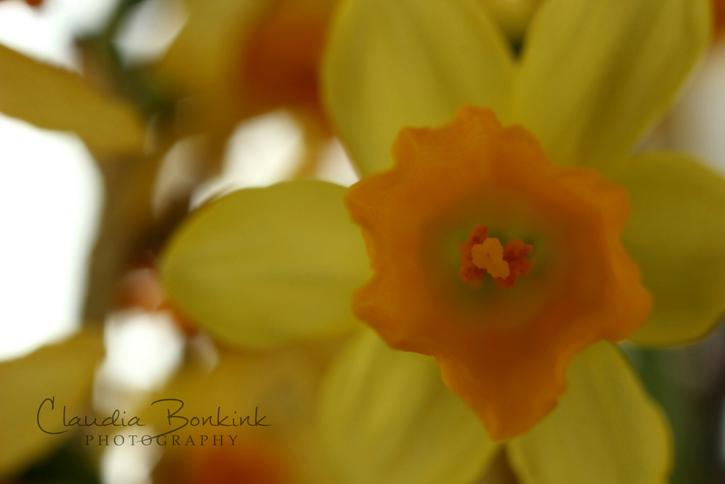 Waiting for the spring! - De lente is er buiten nog niet maar binnen gelukkig wel. Toen we deze narcissen hadden staan ben ik er wat foto's van gaan maken. 
Liever buiten nat - foto door c.bonkink op 16-03-2013 - deze foto bevat: macro, bloem, lente, natuur, geel, narcis, claudia, claudia bonkink
