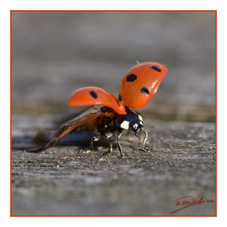 fitness for ladybugs | squat