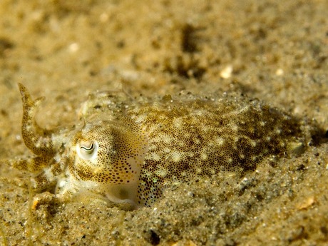 net uit het ei lekker vrij