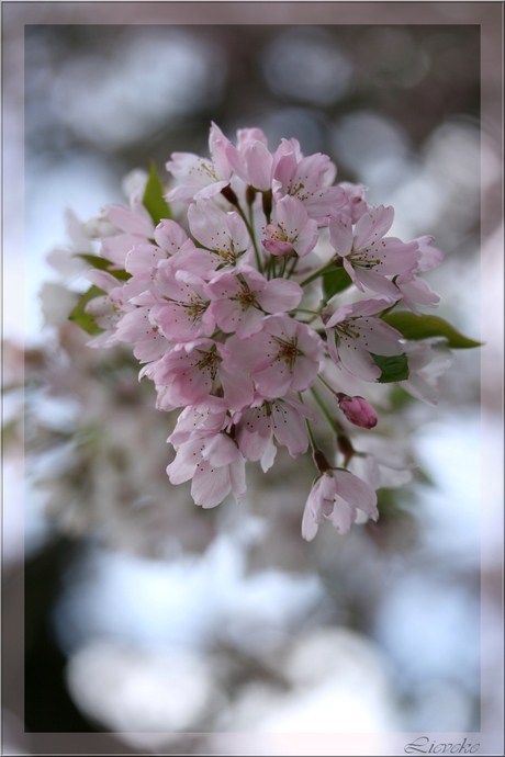 roze bloesem