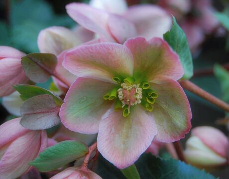 Helleborus