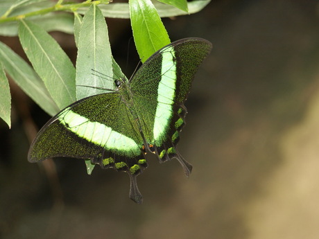 Vlindertuin Leidschendam